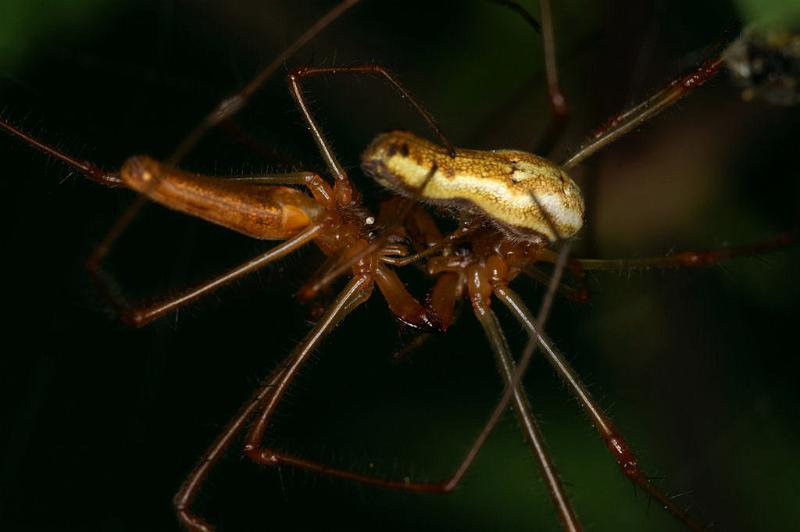 Tetragnatha_montana_D4987_Z_89_Les Gris_Frankrijk.jpg